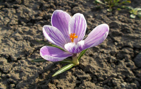 La nouvelle norme du transport : le chauffeur privé VIP à Paris